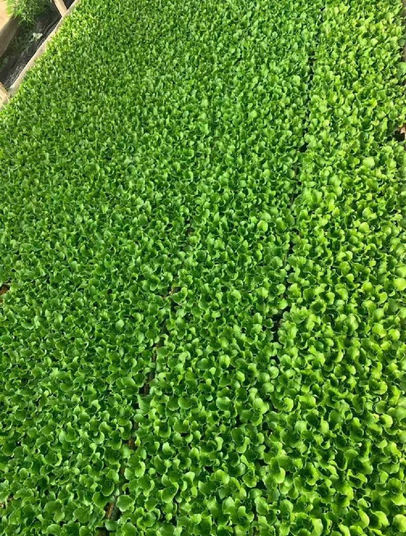 意大利生菜苗产量高菜型好价格便宜耐运输
