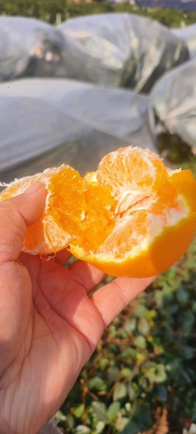 四川春见耙耙柑一手货源大量有货对接全国的电商平台