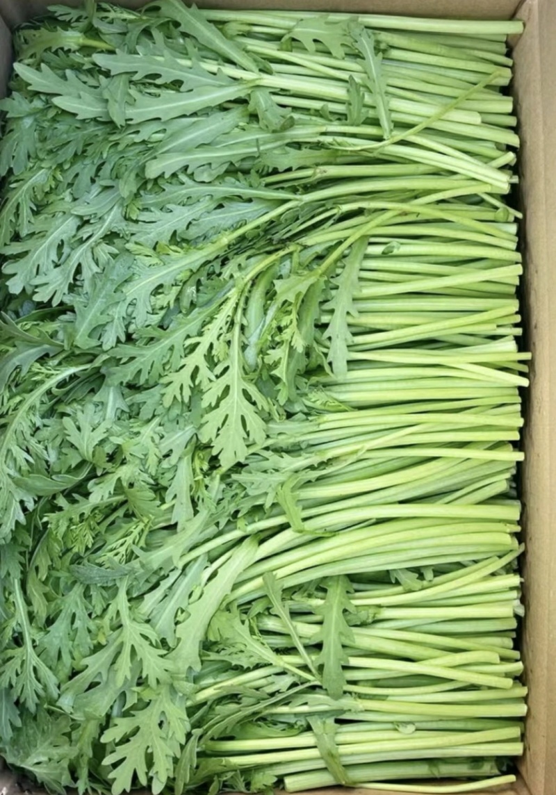 江苏淮安茼蒿蒿子秆小叶茼蒿货源充足供全国商超