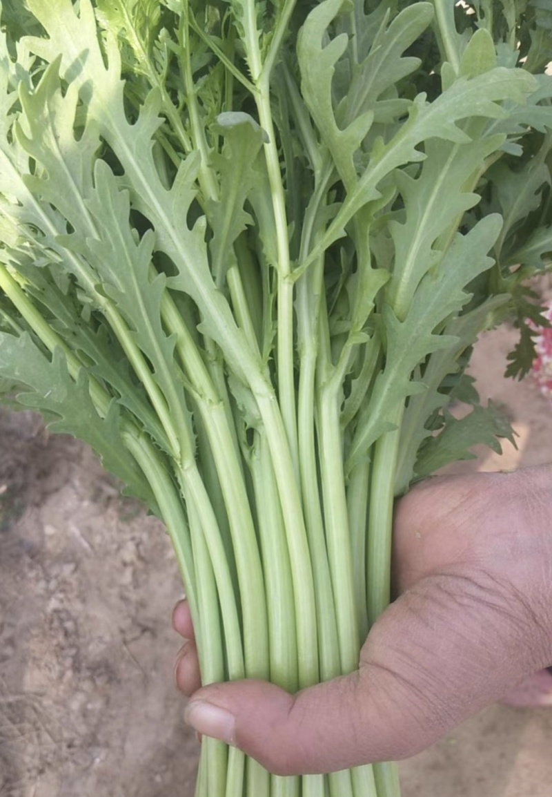 江苏淮安茼蒿蒿子秆小叶茼蒿货源充足供全国商超