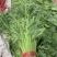 江苏淮安茼蒿蒿子秆小叶茼蒿货源充足供全国商超