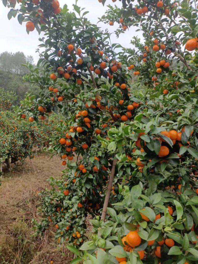 广西砂糖橘，产地直供，批发走货，现采现发，，可视频看货