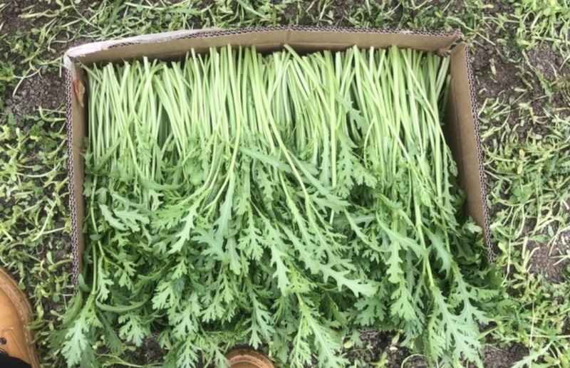 江苏淮安茼蒿蒿子秆小叶茼蒿货源充足供全国商超