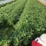 江苏淮安茼蒿蒿子秆小叶茼蒿货源充足供全国商超