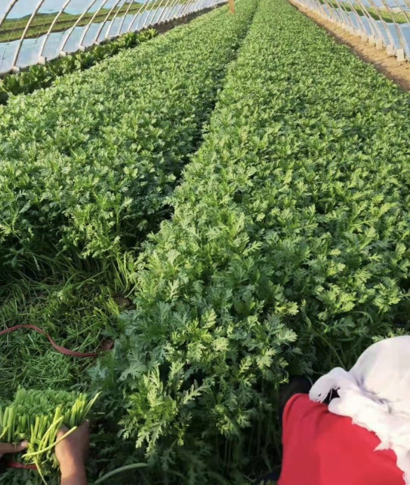 江苏淮安茼蒿蒿子秆小叶茼蒿货源充足供全国商超