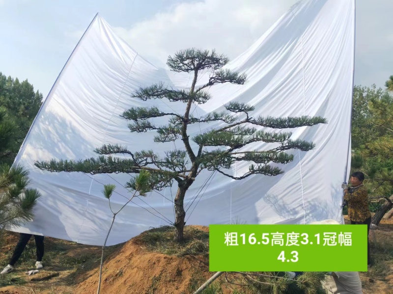 造型松，平顶松基地直供自然园林景观松造型松基地