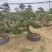 造型松，平顶松基地直供自然园林景观松造型松基地