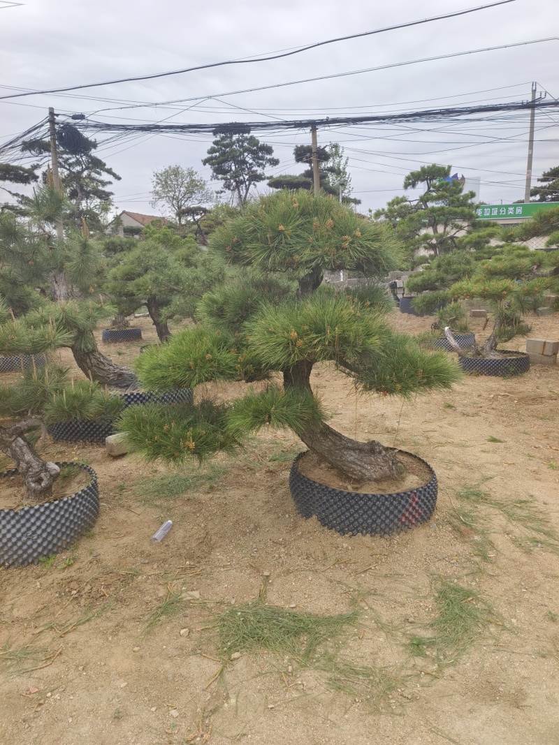 造型松，平顶松基地直供自然园林景观松造型松基地