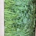 江苏淮安茼蒿蒿子秆小叶茼蒿货源充足供全国商超