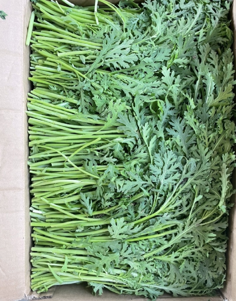 江苏淮安茼蒿蒿子秆小叶茼蒿货源充足供全国商超