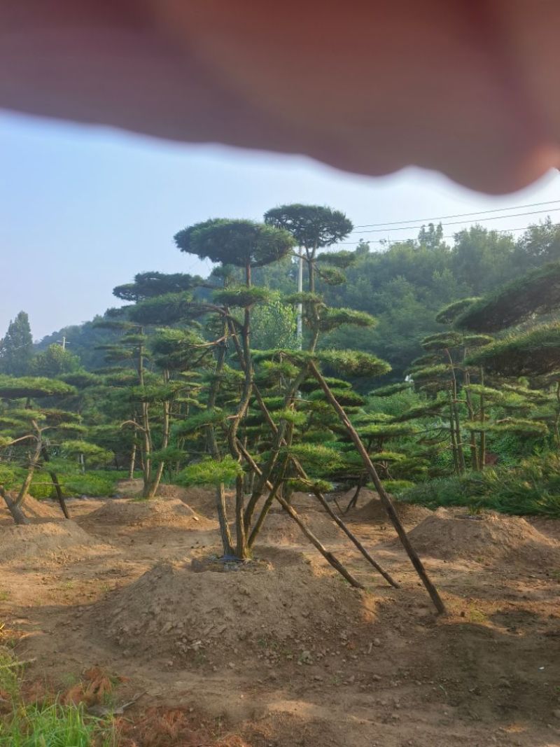 造型松，平顶松基地直供自然园林景观松造型松基地