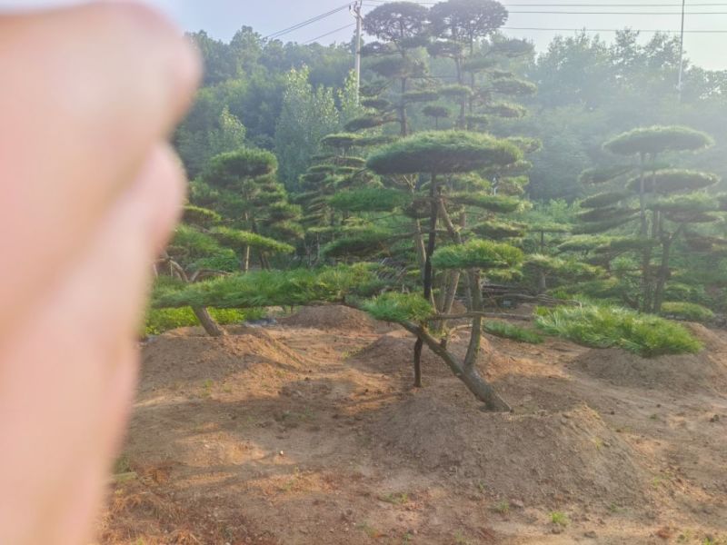 造型松，平顶松基地直供自然园林景观松造型松基地