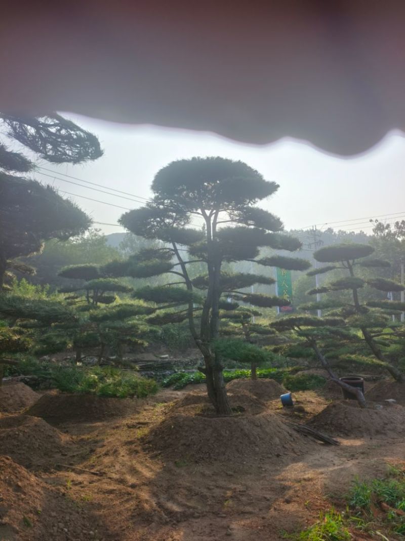 造型松，平顶松基地直供自然园林景观松造型松基地