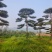 造型松，平顶松基地直供自然园林景观松造型松基地