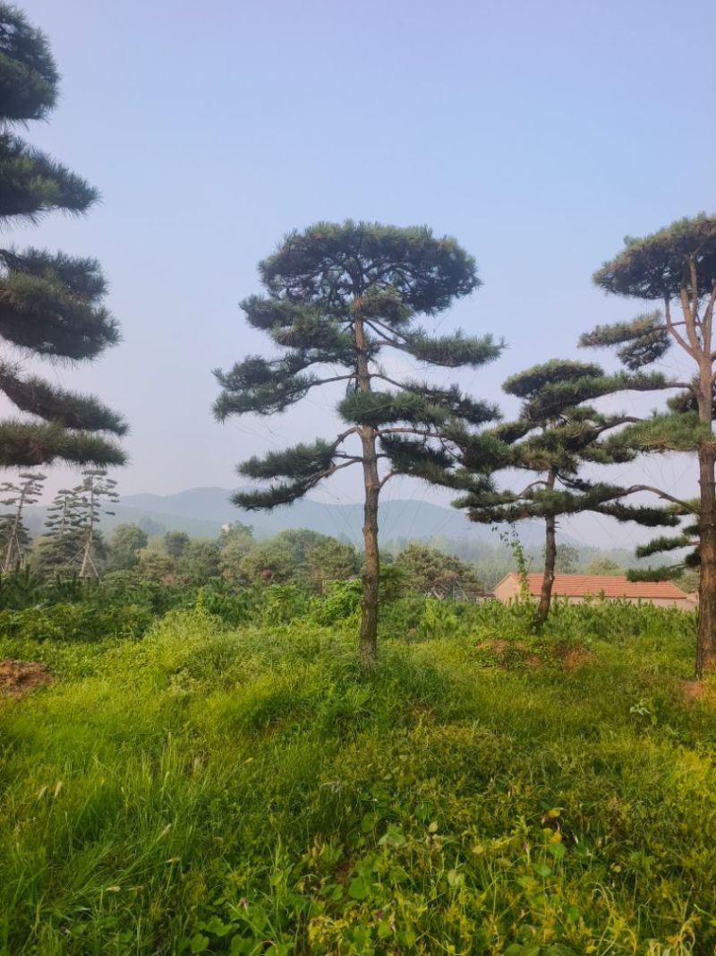 造型松，平顶松基地直供自然园林景观松造型松基地