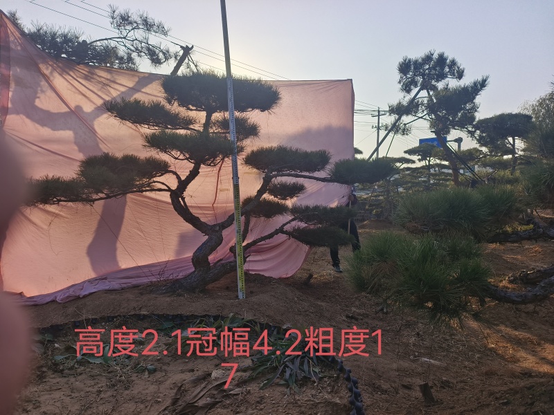 造型松，平顶松基地直供自然园林景观松造型松基地