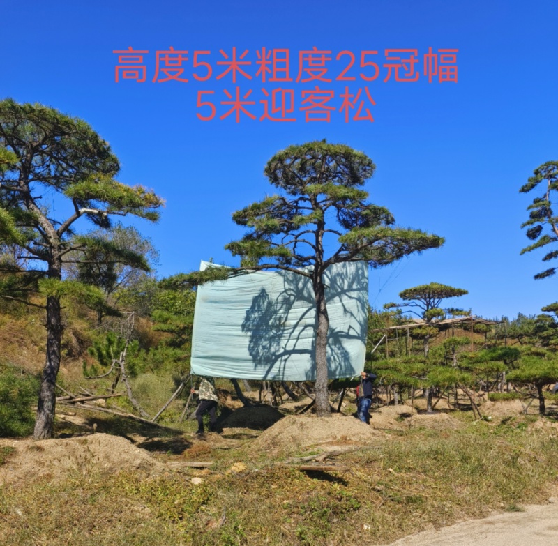 造型松，平顶松基地直供自然园林景观松造型松基地