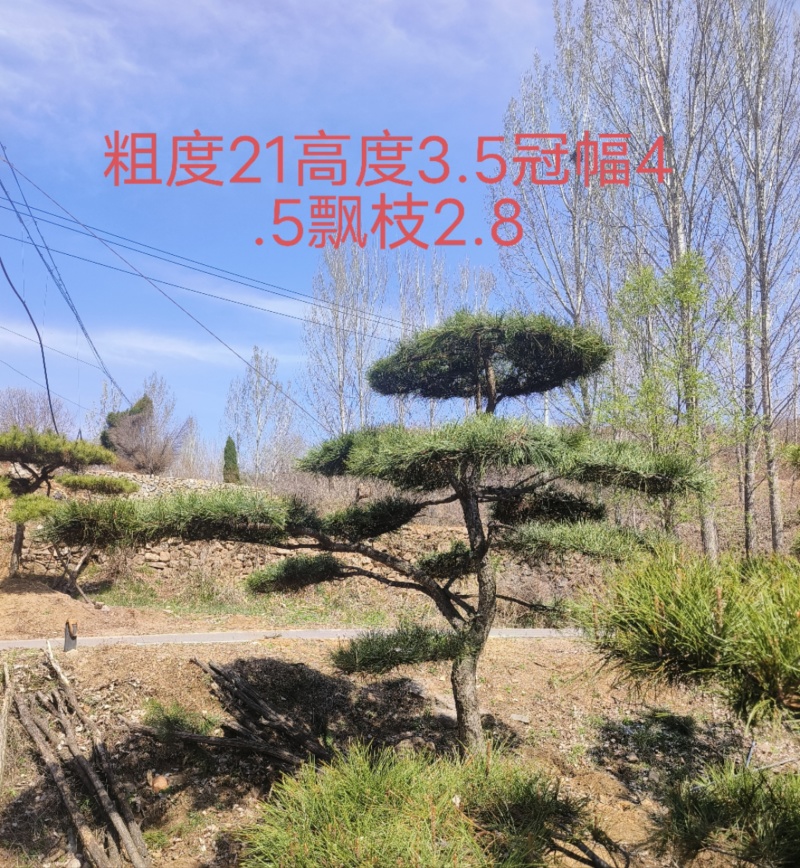 造型松，平顶松基地直供自然园林景观松造型松基地