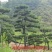 造型松，平顶松基地直供自然园林景观松造型松基地