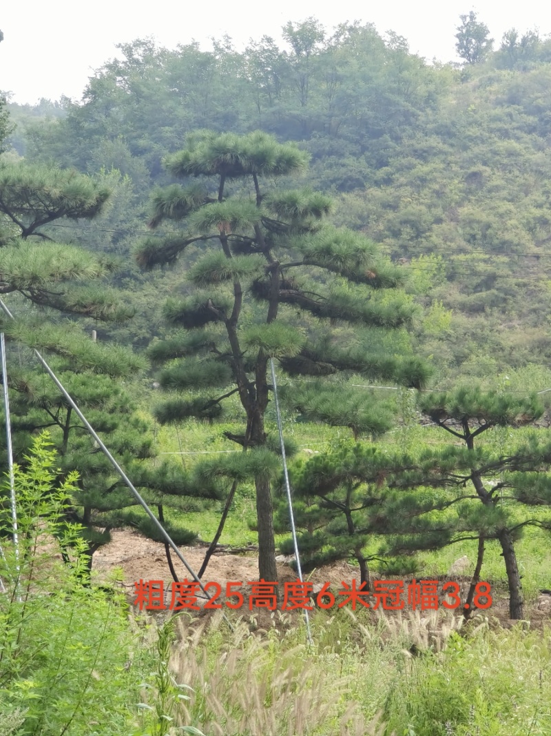 造型松，平顶松基地直供自然园林景观松造型松基地