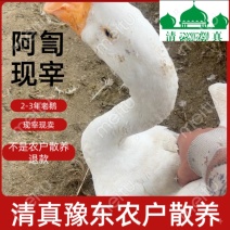 清真农家散养大鹅新鲜仔鹅老鹅老鸭现宰整只速冻河南大鹅多省