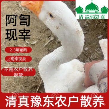 清真农家散养大鹅新鲜仔鹅老鹅老鸭现宰整只速冻河南大鹅多省
