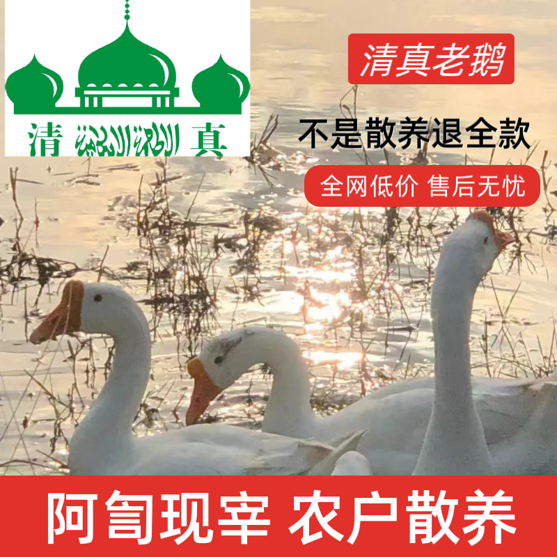 清真农家散养大鹅新鲜仔鹅老鹅老鸭现宰整只速冻河南大鹅多省