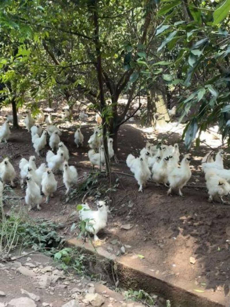【精品】泰和乌鸡生态养殖基地一手货源质量保证欢迎联系