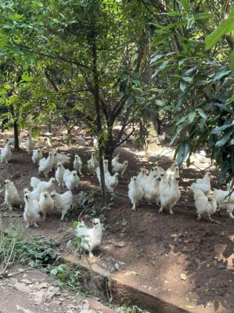【精品】泰和乌鸡生态养殖基地一手货源质量保证欢迎联系