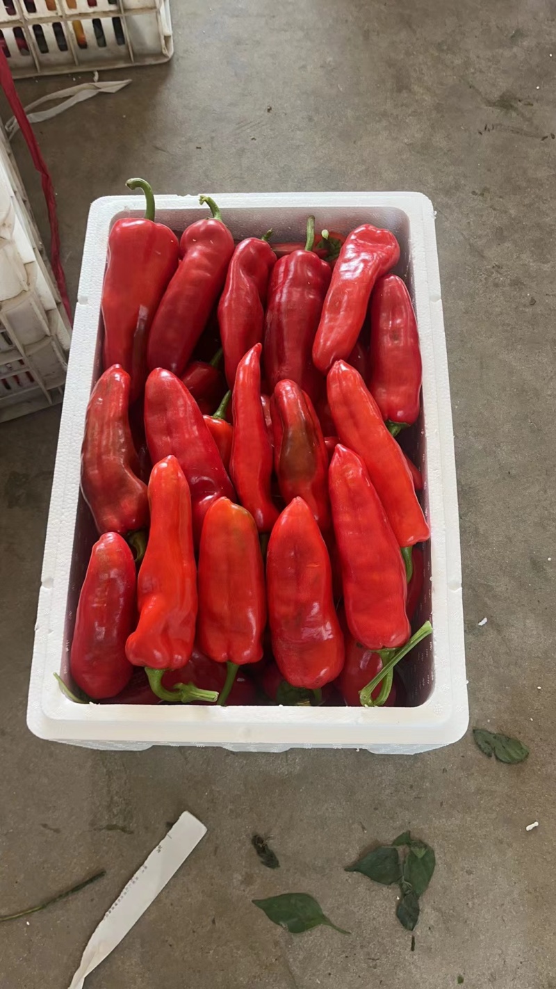 江苏精品红辣椒红泡椒红椒产地一手货源量大从优