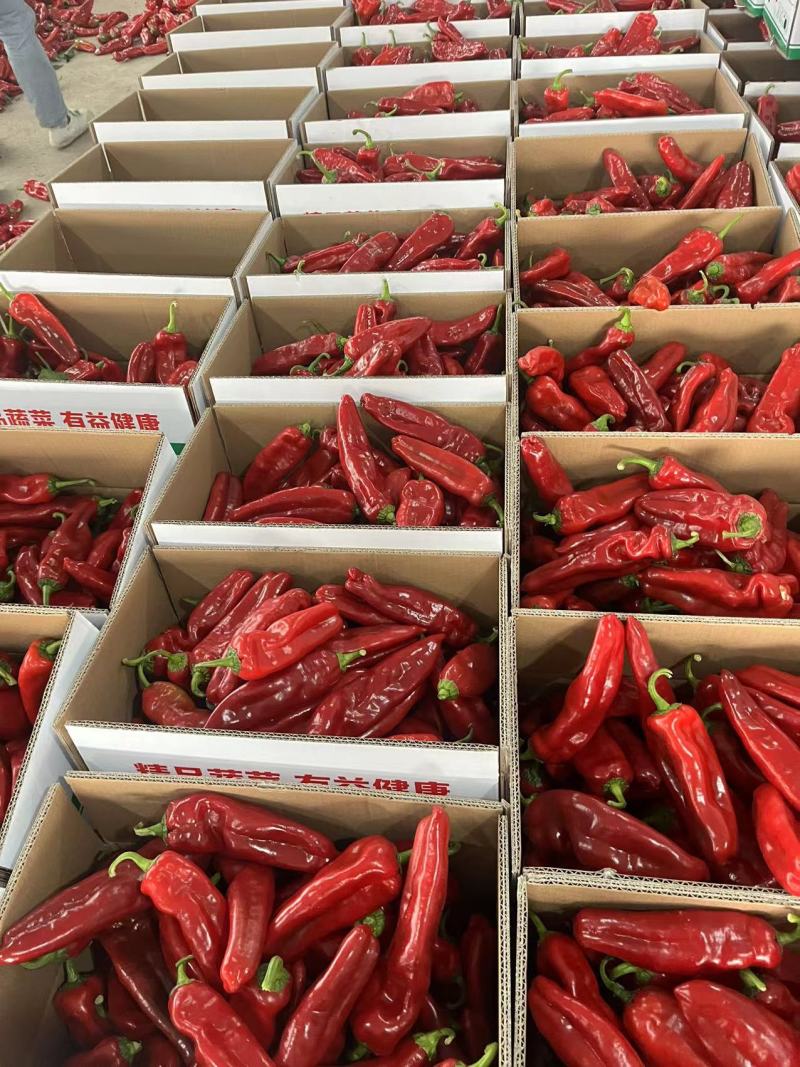 江苏精品红辣椒红泡椒红椒产地一手货源量大从优