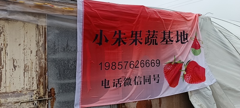 红颜草莓个头大甜度高色泽漂亮