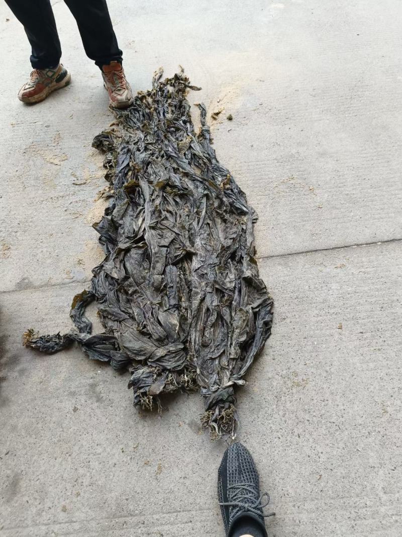 干海带海带干海带皮海带海带散菜海带丝基地直接发货