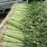 江苏精品芹菜小香芹一手货源量大从优实力代发全国商