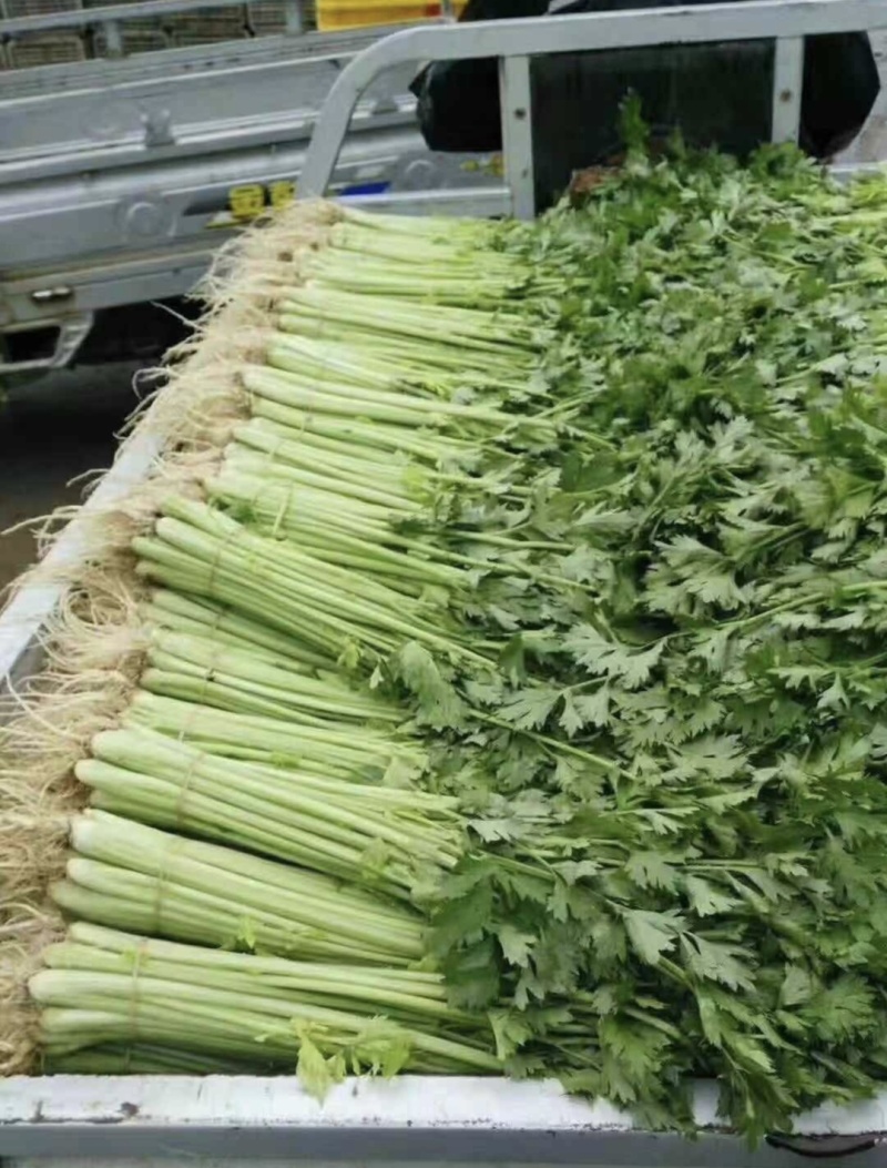 江苏精品芹菜小香芹一手货源量大从优实力代发全国商