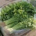 江苏精品芹菜小香芹一手货源量大从优实力代发全国商