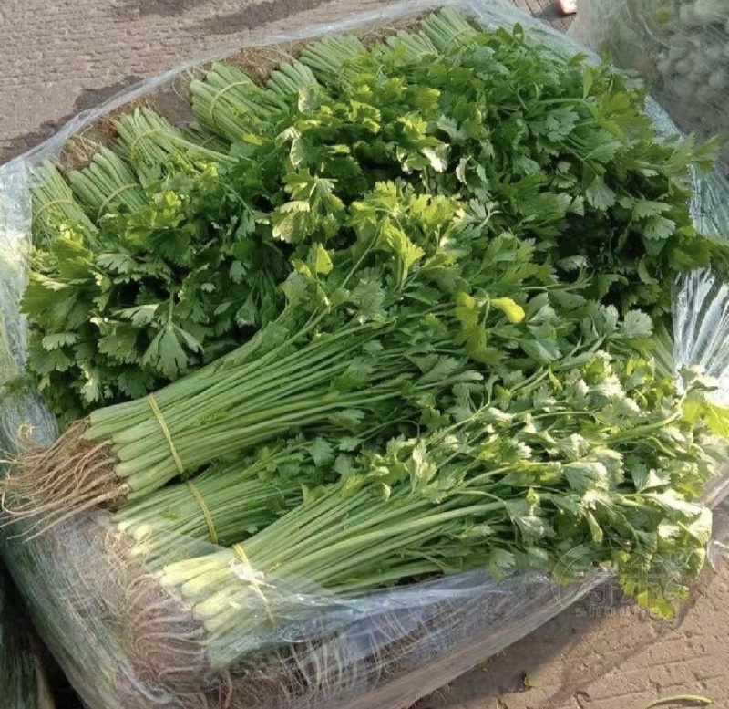 江苏精品芹菜小香芹一手货源量大从优实力代发全国商