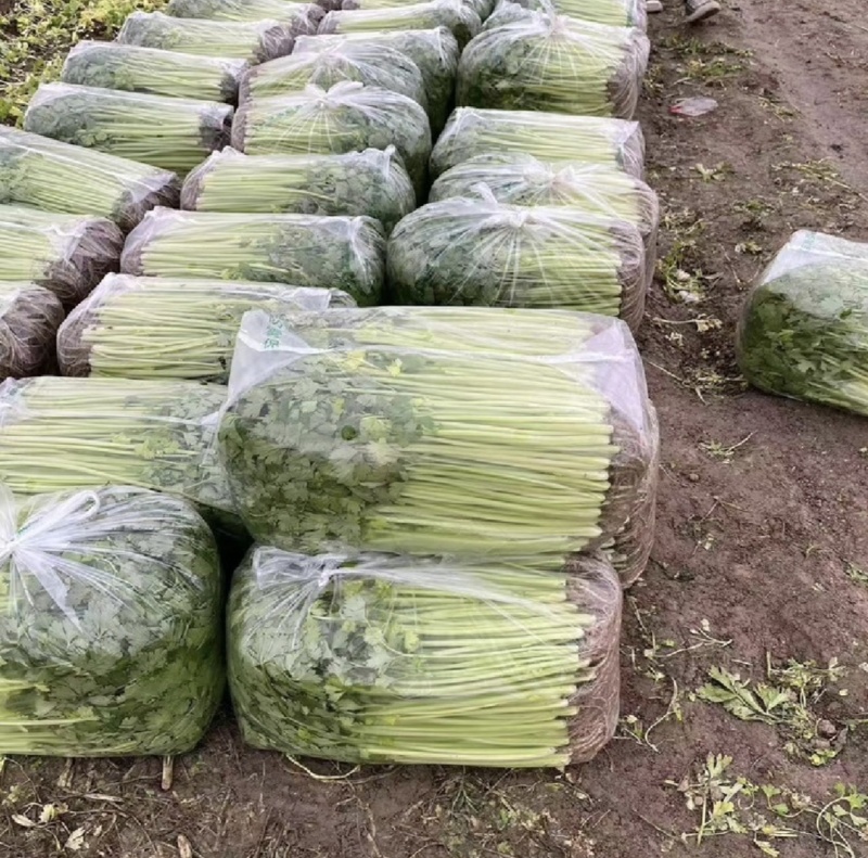 江苏精品芹菜小香芹一手货源量大从优实力代发全国商