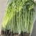 江苏精品芹菜小香芹一手货源量大从优实力代发全国商