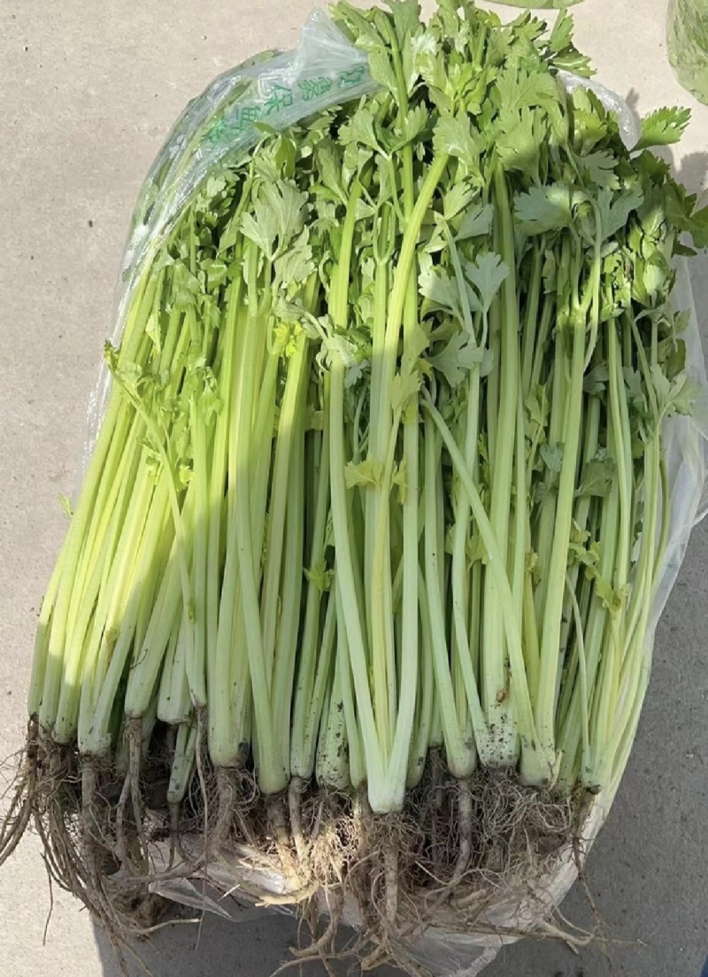 江苏精品芹菜小香芹一手货源量大从优实力代发全国商
