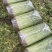 江苏精品芹菜小香芹一手货源量大从优实力代发全国商