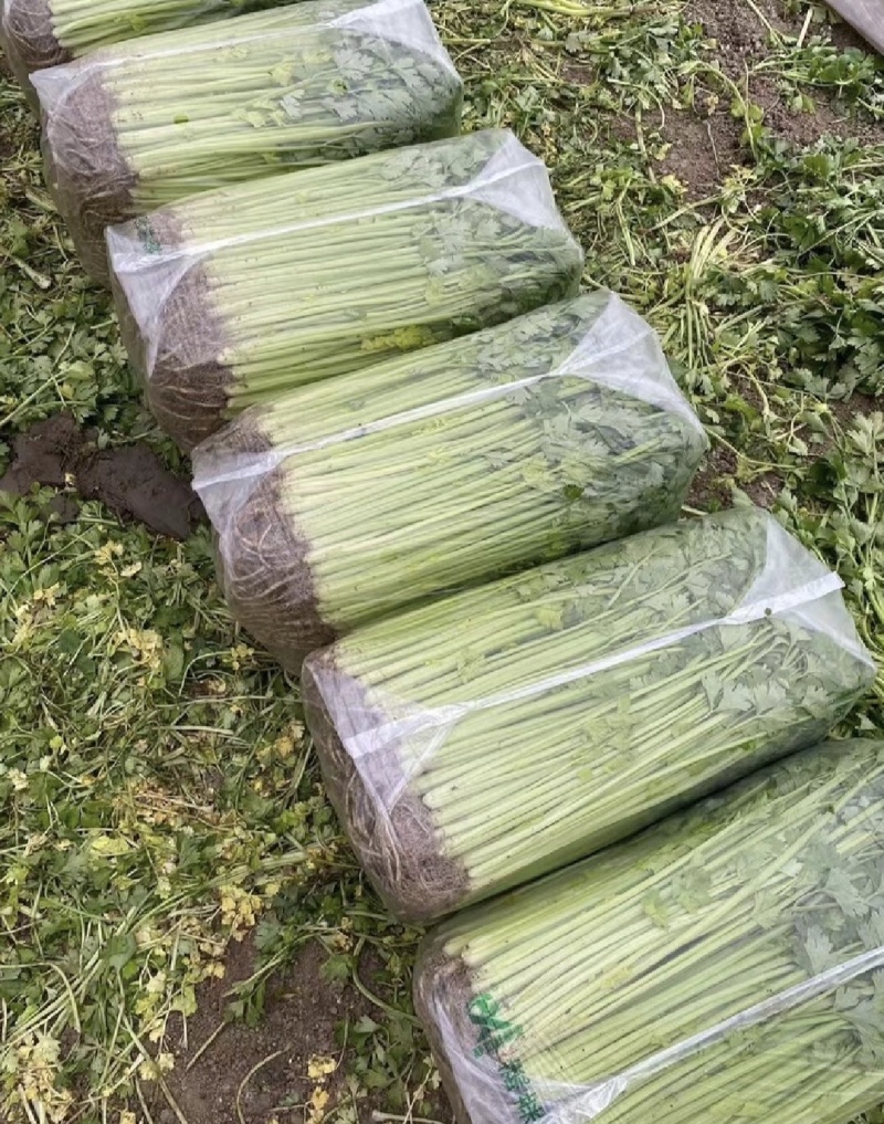 江苏精品芹菜小香芹一手货源量大从优实力代发全国商