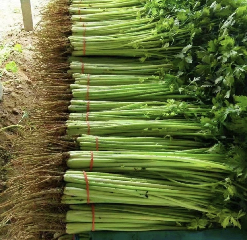 江苏精品芹菜小香芹一手货源量大从优实力代发全国商