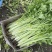 江苏精品芹菜小香芹一手货源量大从优实力代发全国商