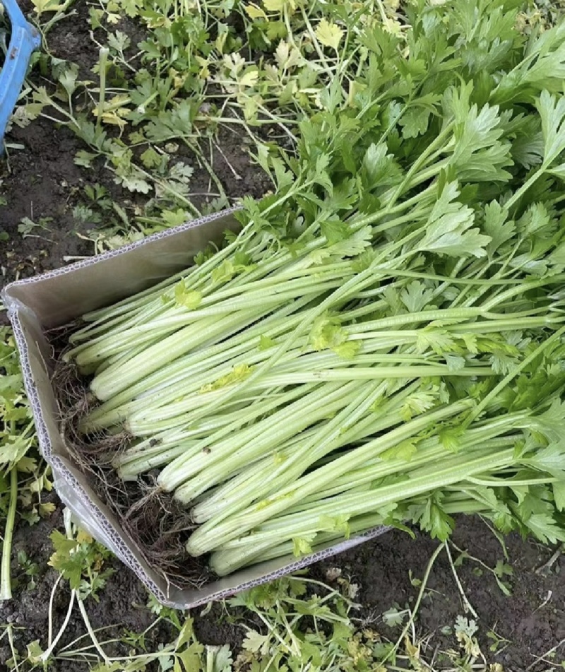 江苏精品芹菜小香芹一手货源量大从优实力代发全国商