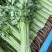 江苏精品芹菜小香芹一手货源量大从优实力代发全国商