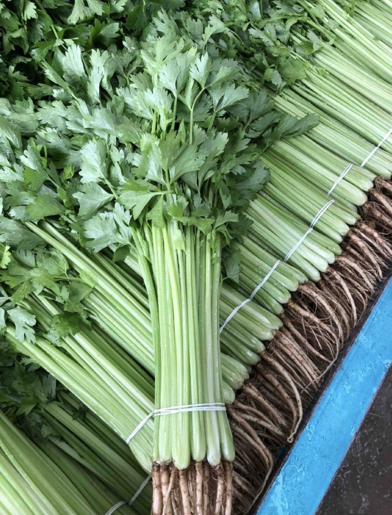 江苏精品芹菜小香芹一手货源量大从优实力代发全国商
