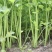 江苏精品芹菜小香芹一手货源量大从优实力代发全国商