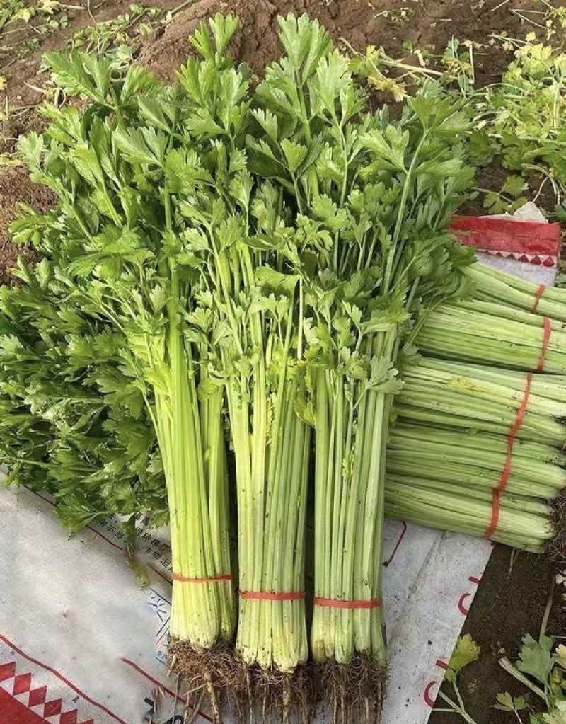 江苏精品芹菜小香芹一手货源量大从优实力代发全国商