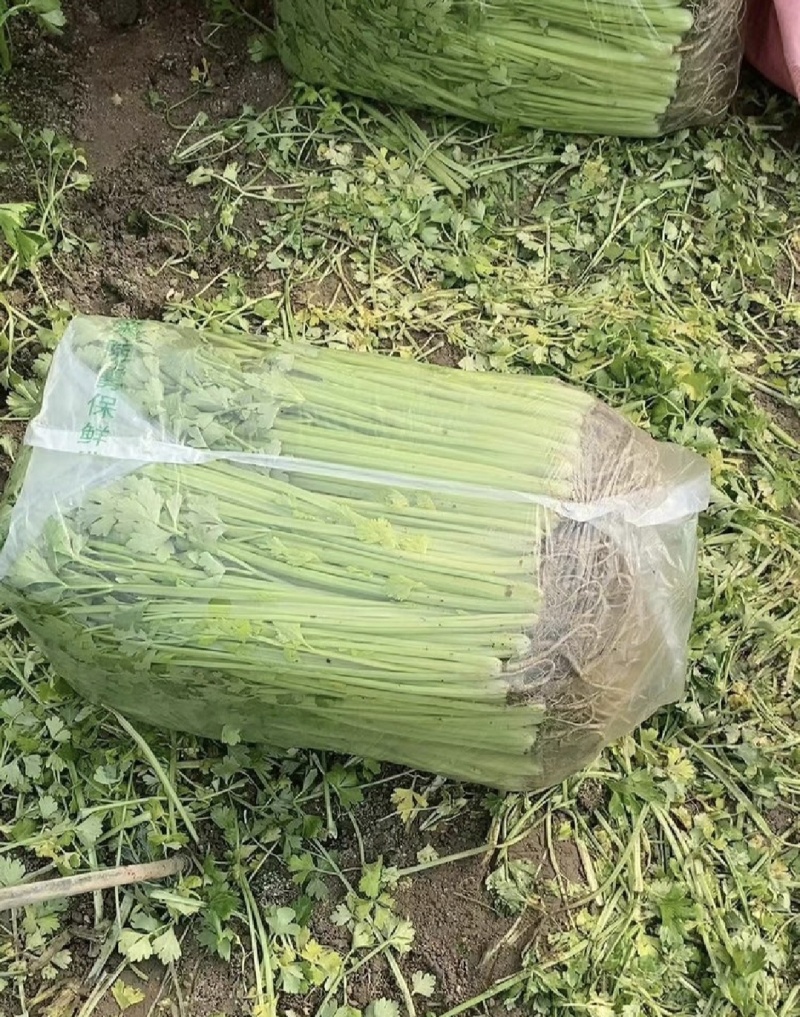 江苏精品芹菜小香芹一手货源量大从优实力代发全国商